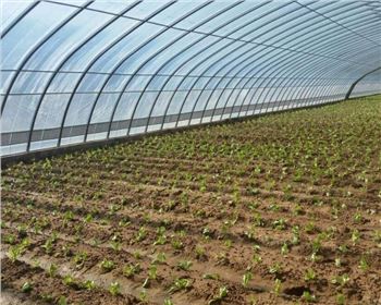 陕西塑料大棚-蔬菜大棚